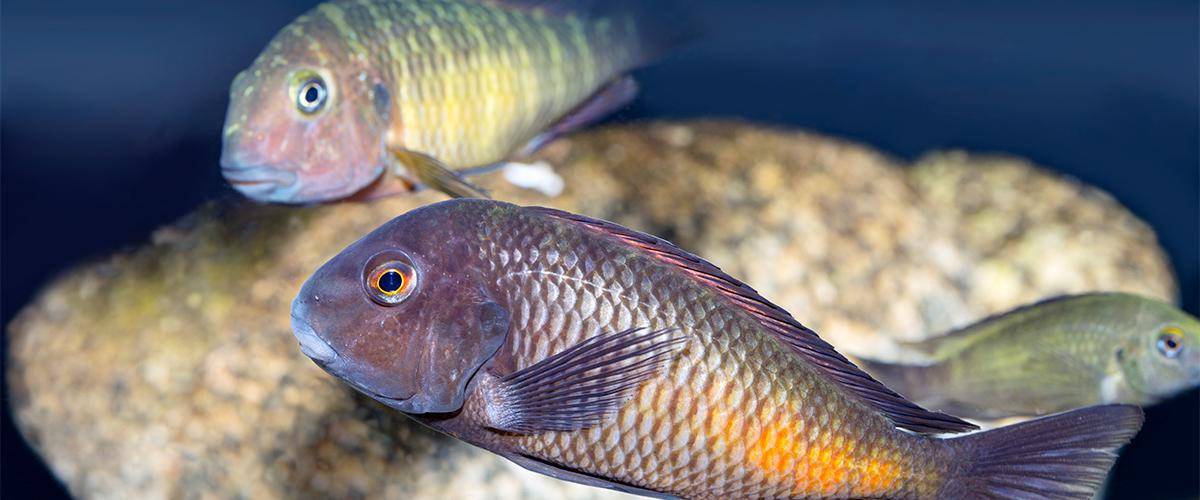 Fische können sprechen Tierkommunikation mit Karin Nocker KANO
