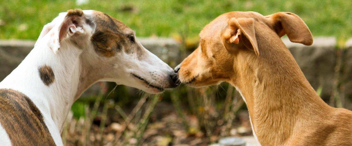 Martina & Flo und Rumo  Martina & Flo und Rumo