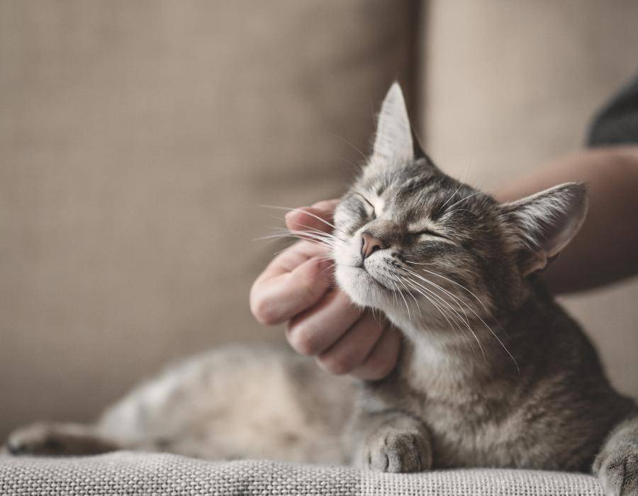 Ein trauriges Erlebnis …