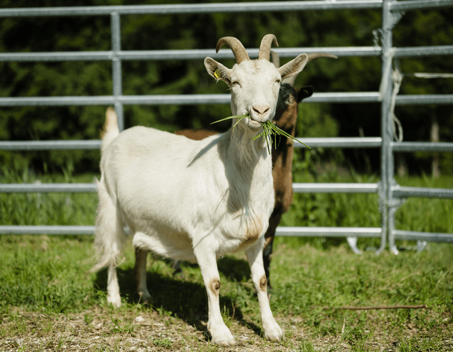 Im Alter von vier Jahren …